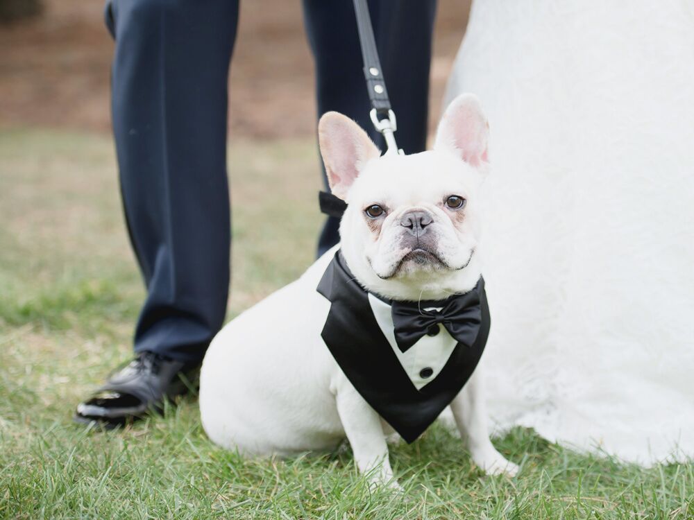 dog flower girl ideas