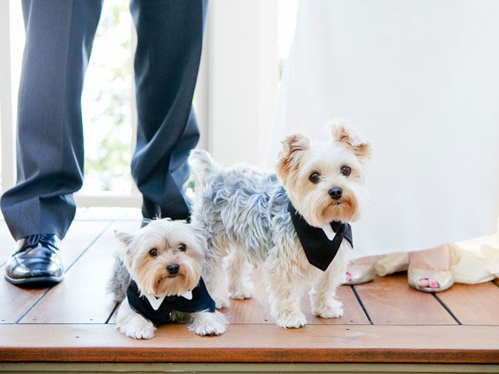 bridal shower gifts for dog lovers